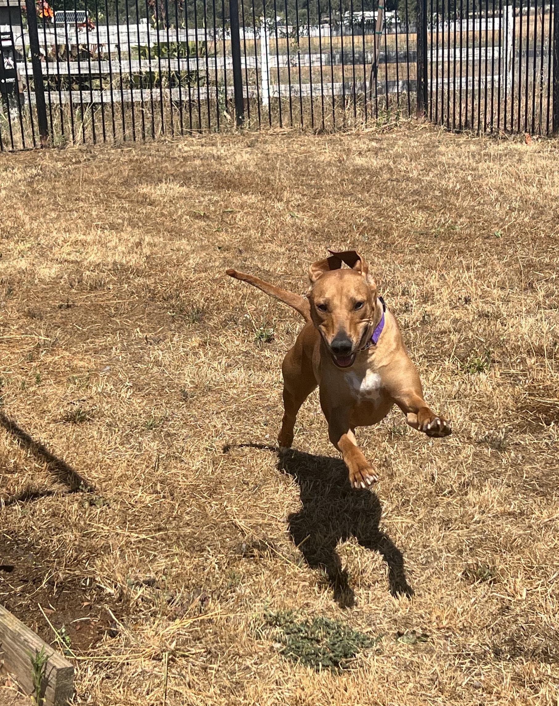 CASSIS, a Adoptable Rhodesian Ridgeback in Oroville , CA image 4/6