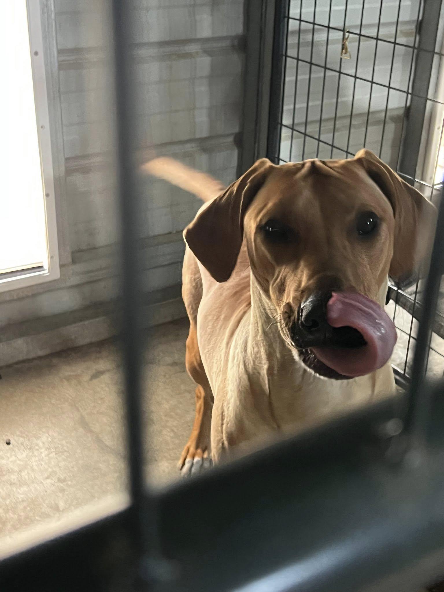 Enlarge Cassis, a Adoptable Rhodesian Ridgeback in Oroville , CA image 1/3