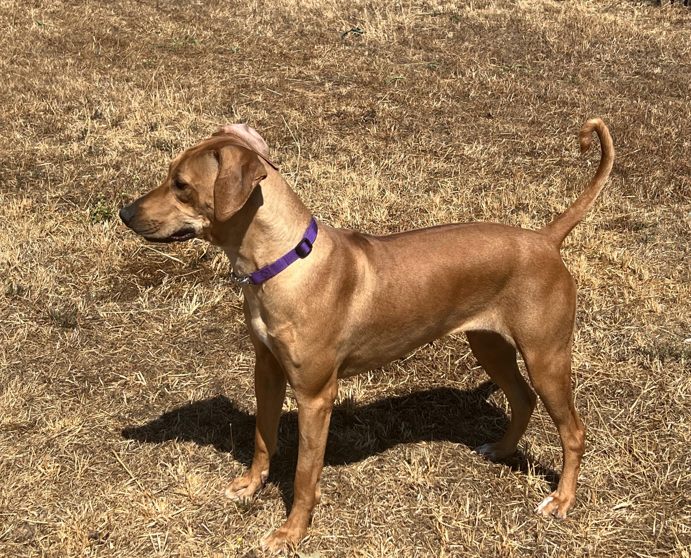 CASSIS, a Adoptable Rhodesian Ridgeback in Oroville , CA image 6/6