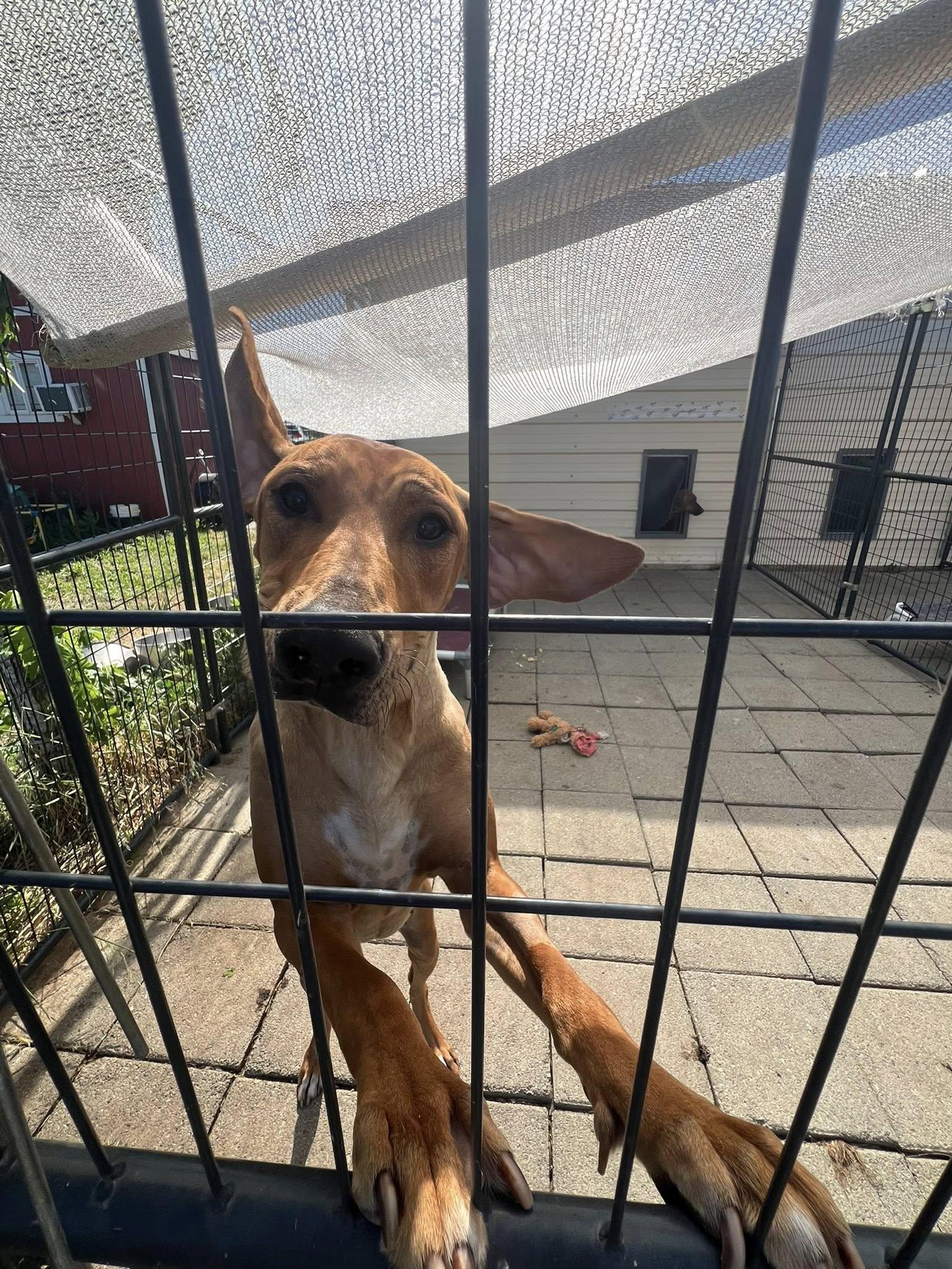 Enlarge Cassis, a Adoptable Rhodesian Ridgeback in Oroville , CA image 2/3