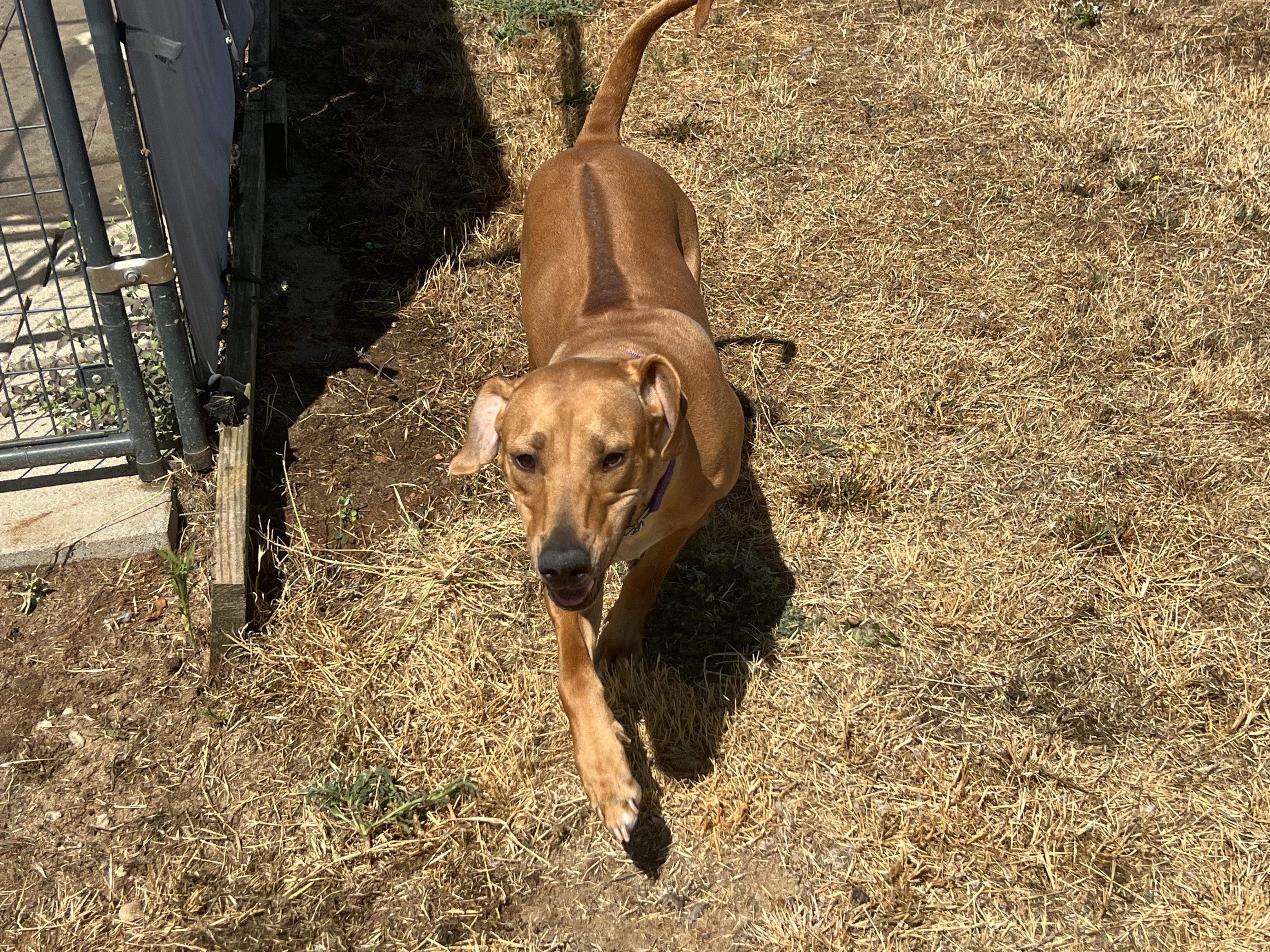CASSIS, a Adoptable Rhodesian Ridgeback in Oroville , CA image 5/6