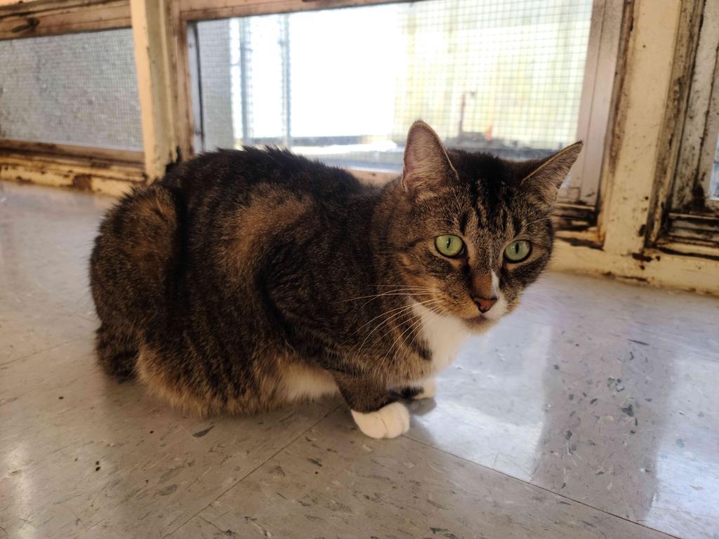 Marcus, Adoptable, Senior Male Domestic Short Hair.