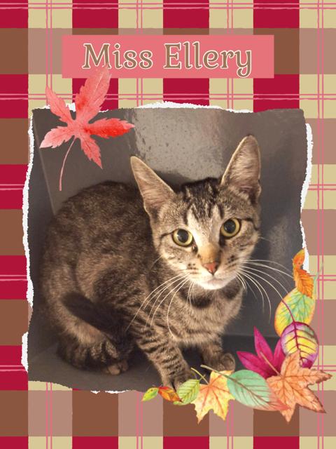 Ellery, an adoptable Domestic Short Hair in Kearney, NE, 68845 | Photo Image 1