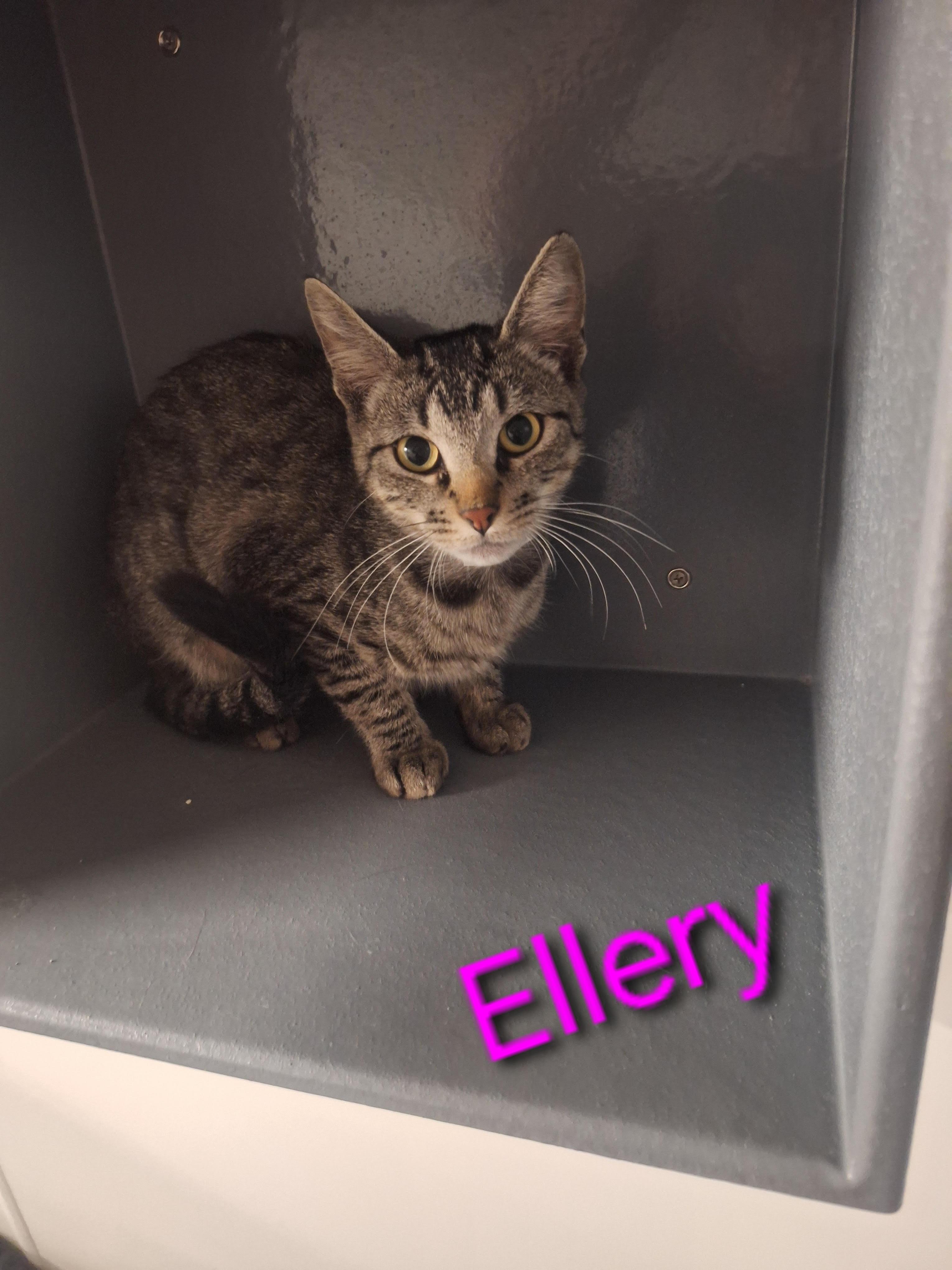 Ellery, an adoptable Domestic Short Hair in Kearney, NE, 68845 | Photo Image 2