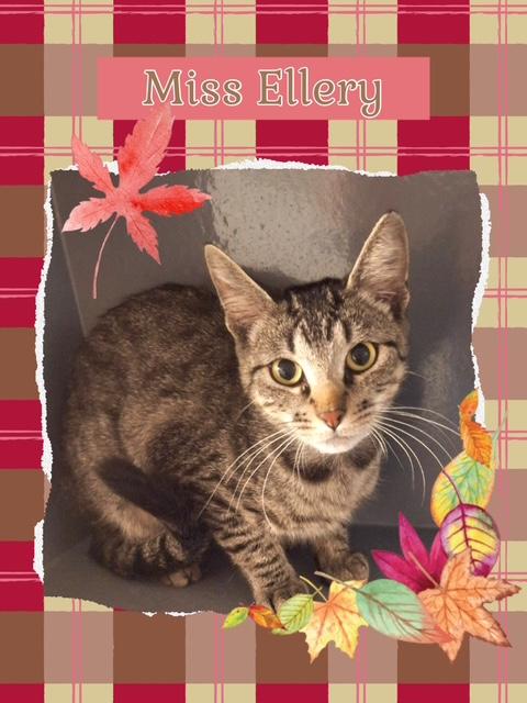 Ellery, an adoptable Domestic Short Hair in Kearney, NE, 68845 | Photo Image 3