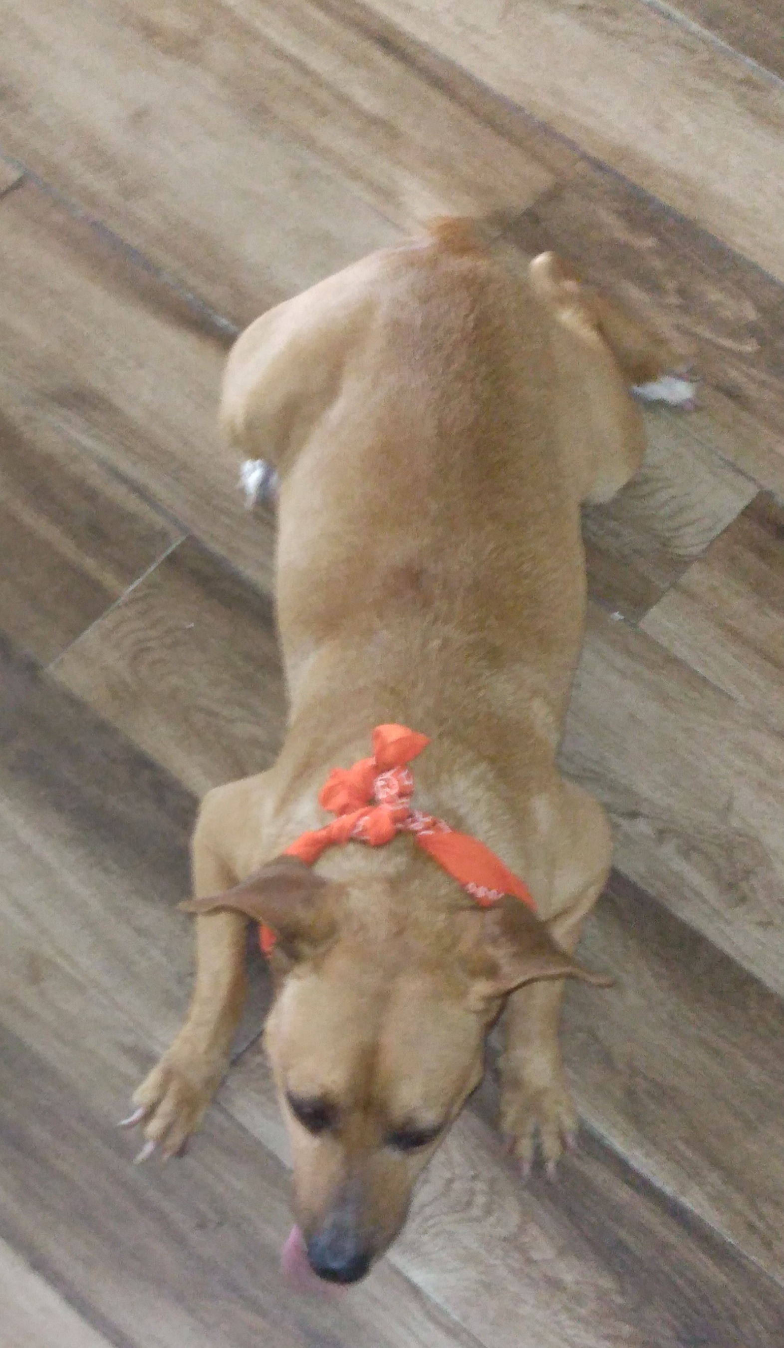 Carlitos, the sweetest inseparable friend! OR-0956721, a Adopted mixed breed in Portland, OR image 3/6