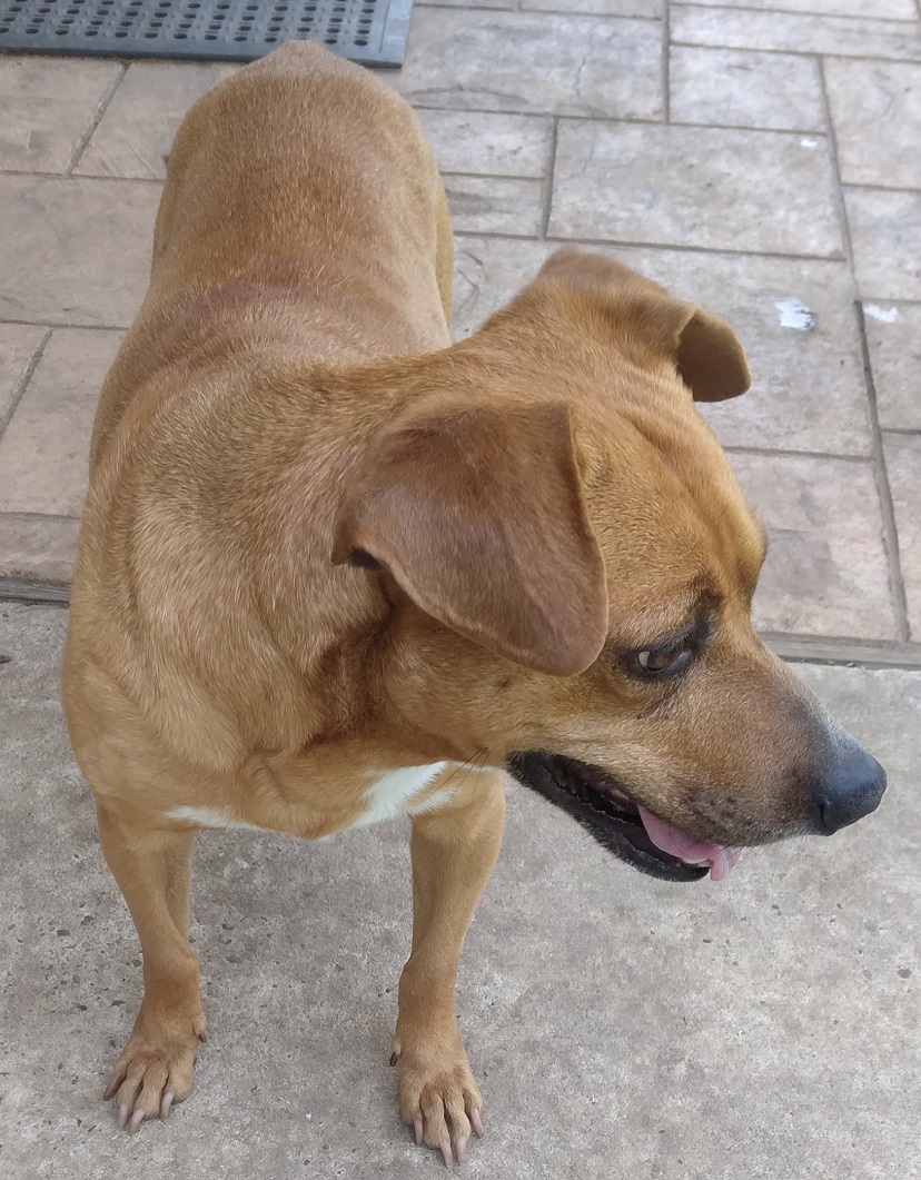 Carlitos, the sweetest inseparable friend! OR-0956721, a Adopted mixed breed in Portland, OR image 5/6