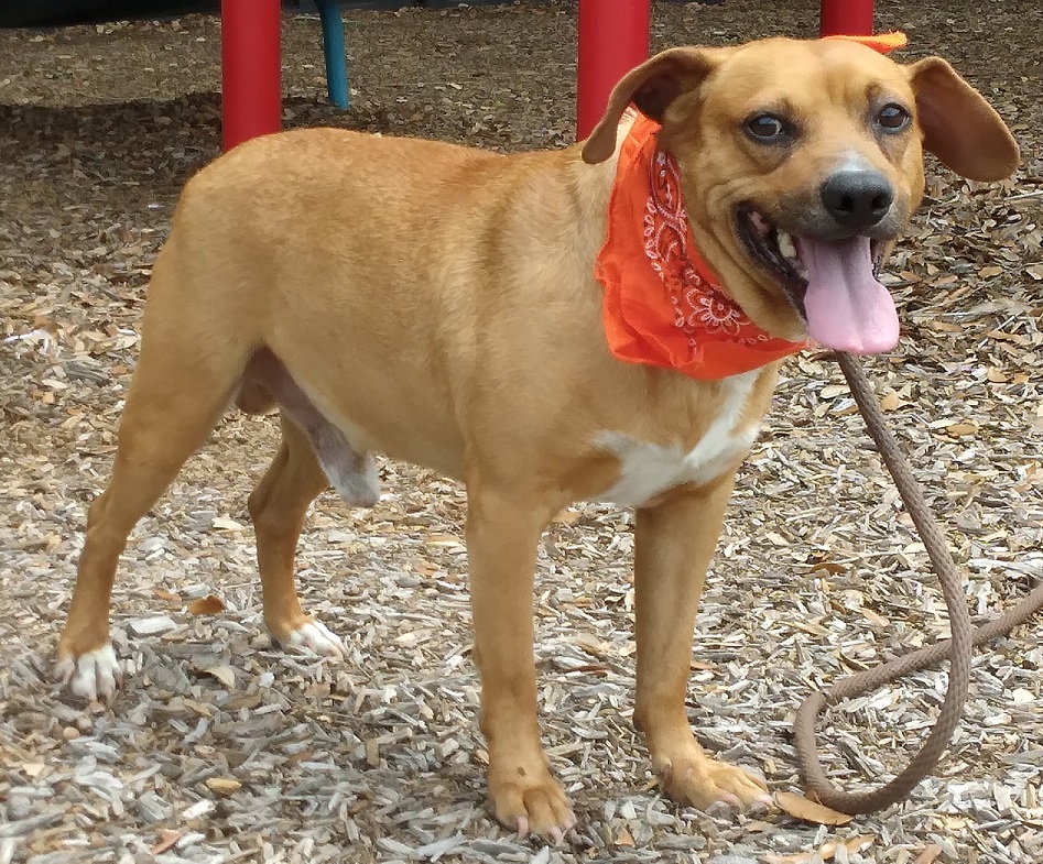 Carlitos, the sweetest inseparable friend! OR-0956721, a Adopted mixed breed in Portland, OR image 4/6