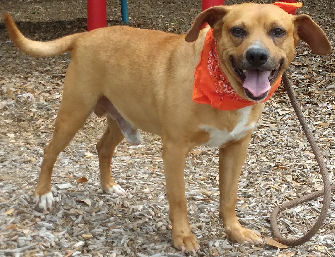 Carlitos, the sweetest inseparable friend! OR-0956721, Adopted, Adult Male Beagle.