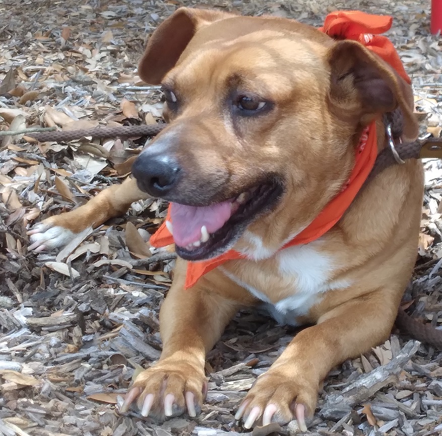 Carlitos, the sweetest inseparable friend! OR-0956721, a Adopted mixed breed in Portland, OR image 2/6