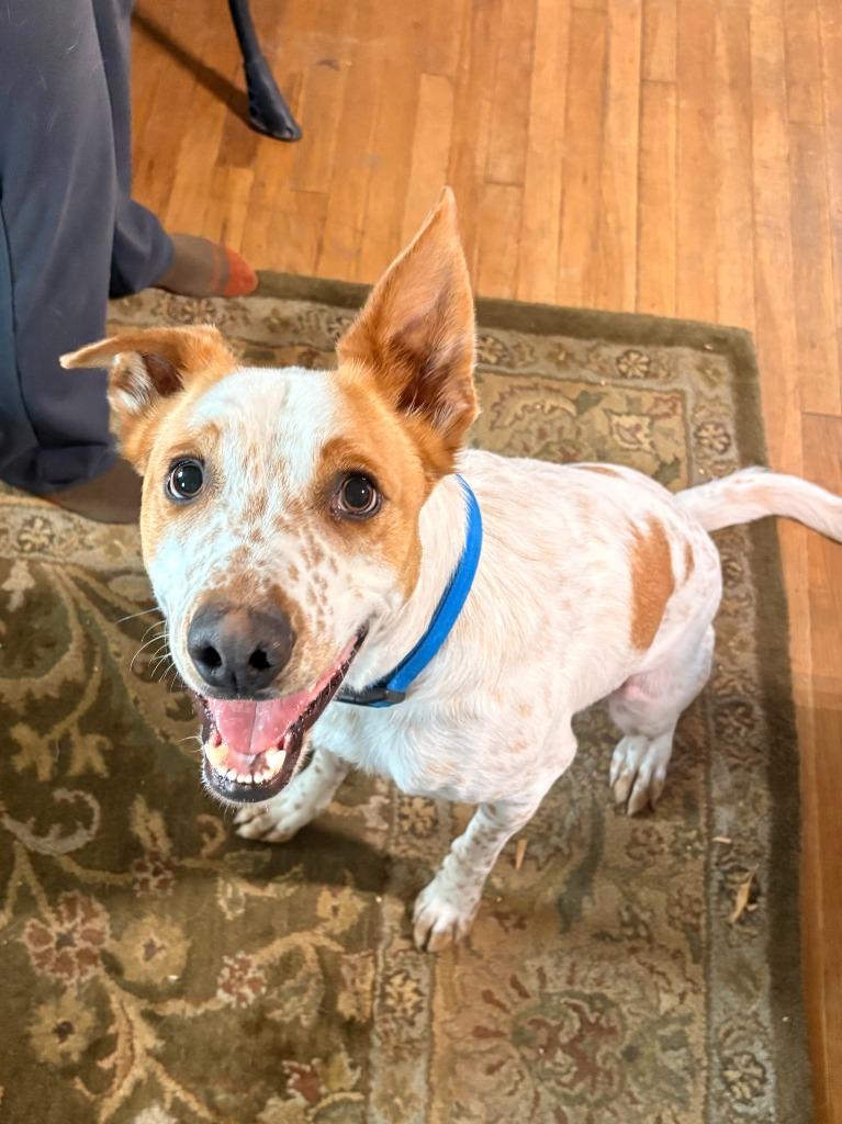 Mango, Adoptable, Adult Male Cattle Dog & Mixed Breed.