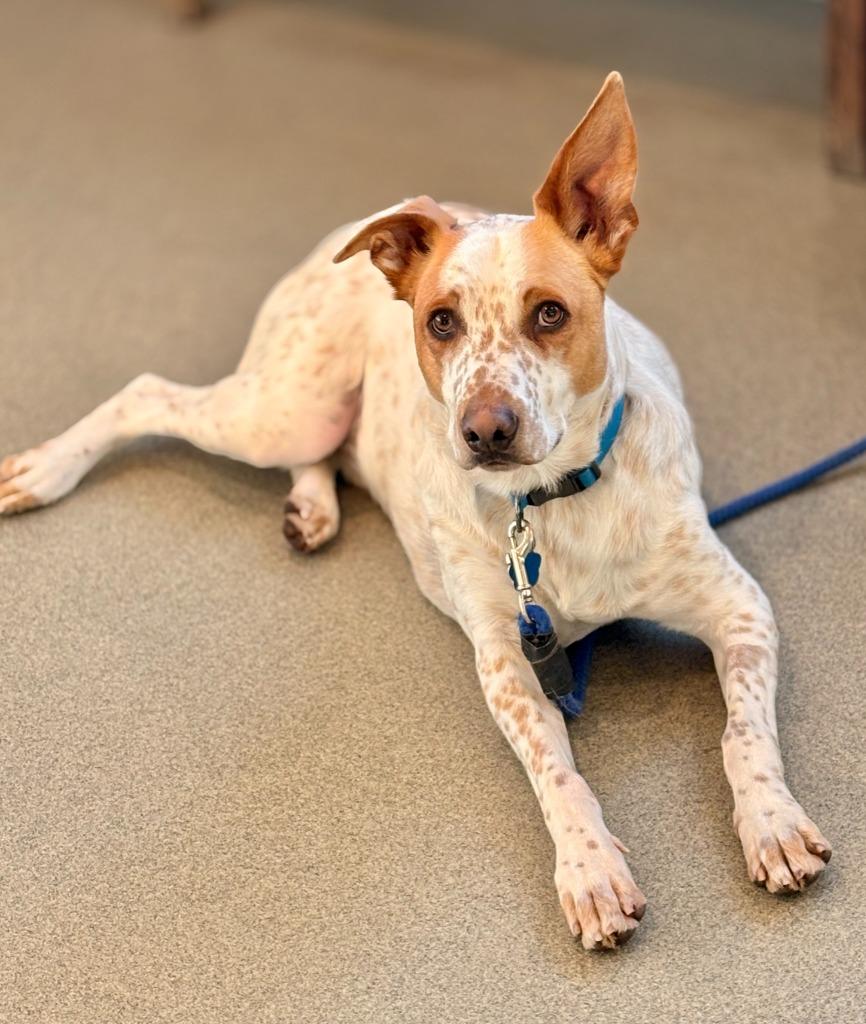 Mango, Adoptable, Adult Male Cattle Dog & Mixed Breed.