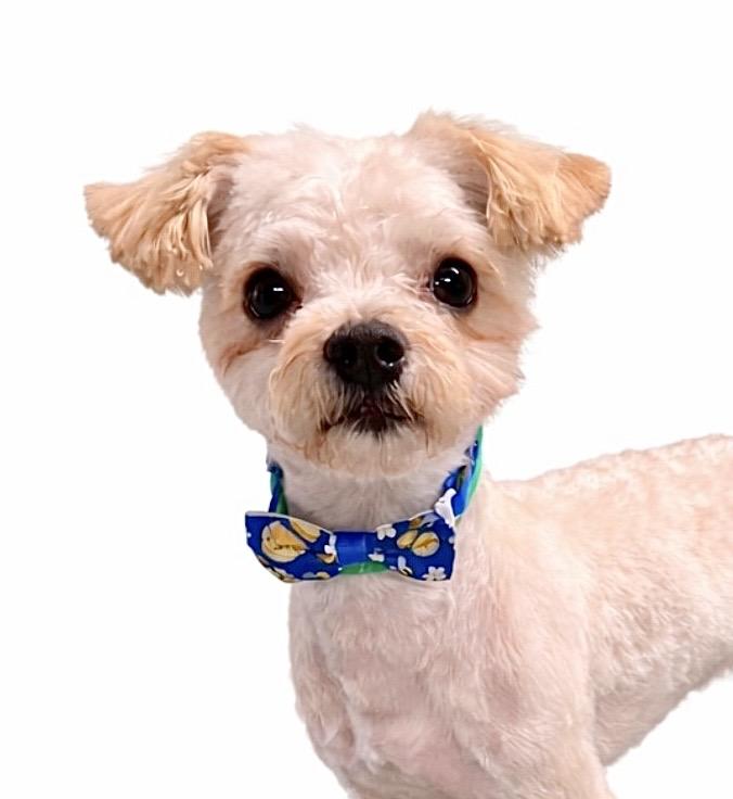 Oren, an adopted mixed breed in SYLVANIA, GA image 1/6