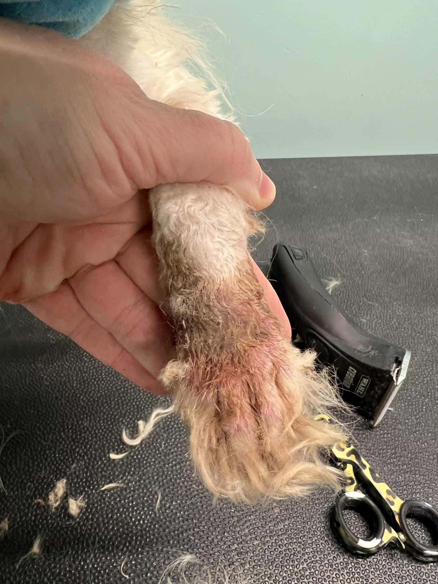 Oren, an adopted mixed breed in SYLVANIA, GA image 3/6