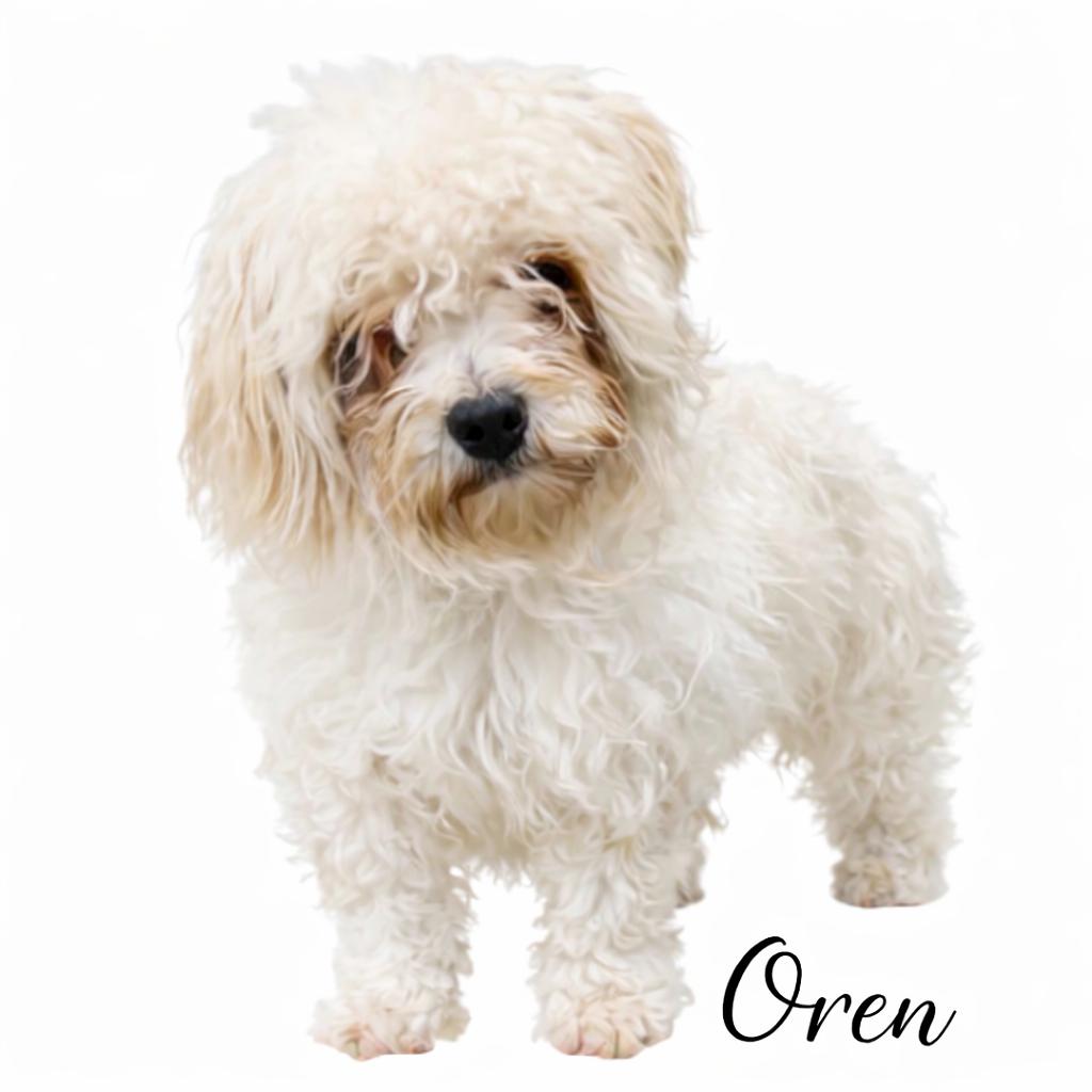 Oren, an adopted mixed breed in SYLVANIA, GA image 6/6