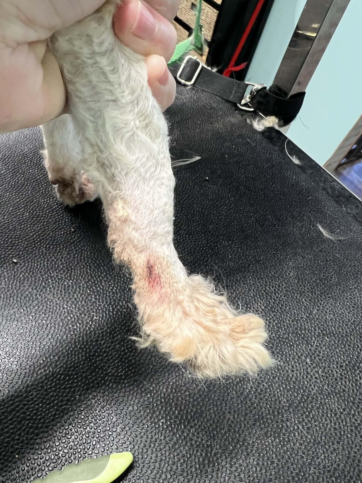 Oren, an adopted mixed breed in SYLVANIA, GA image 5/6