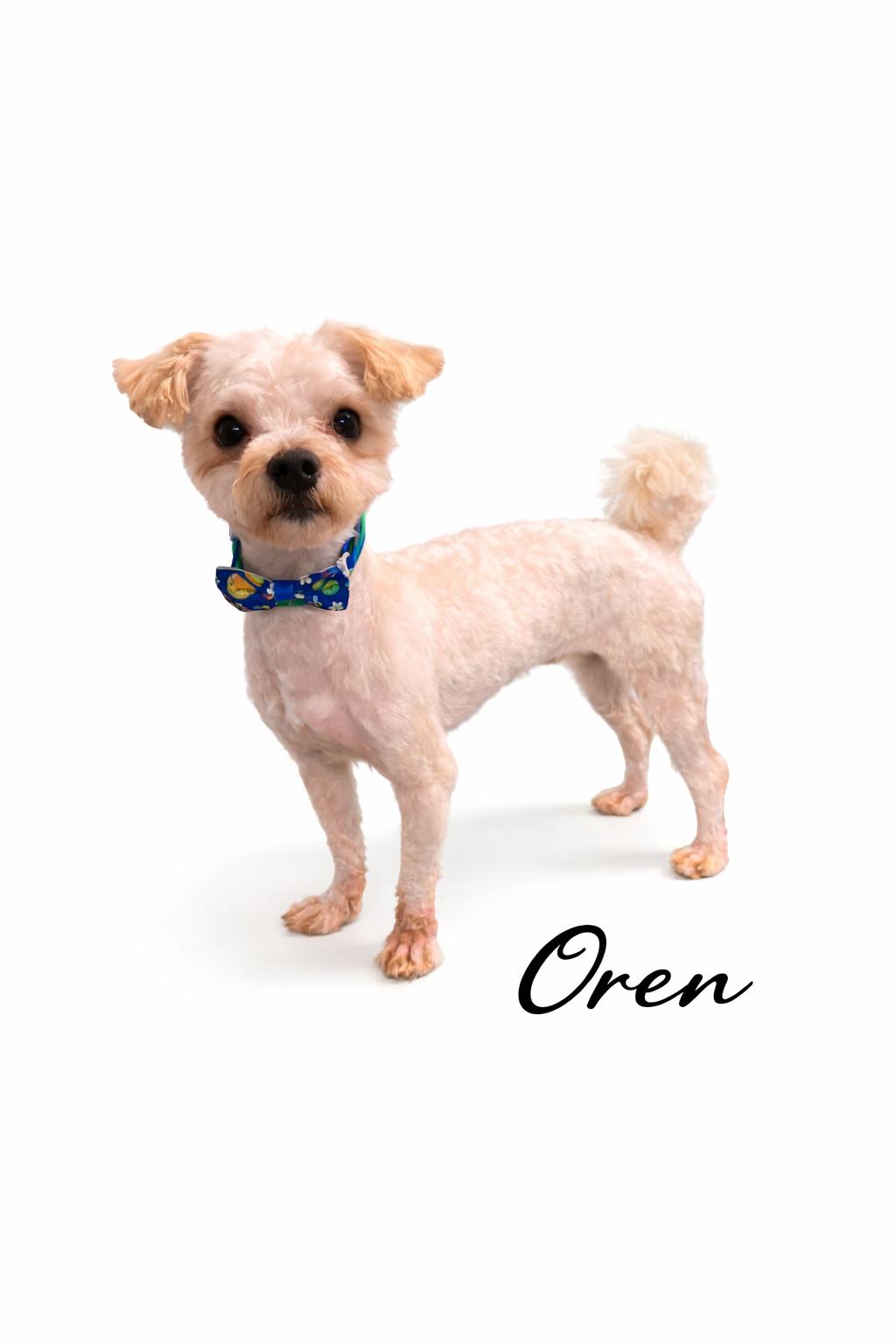 Oren, an adopted mixed breed in SYLVANIA, GA image 2/6