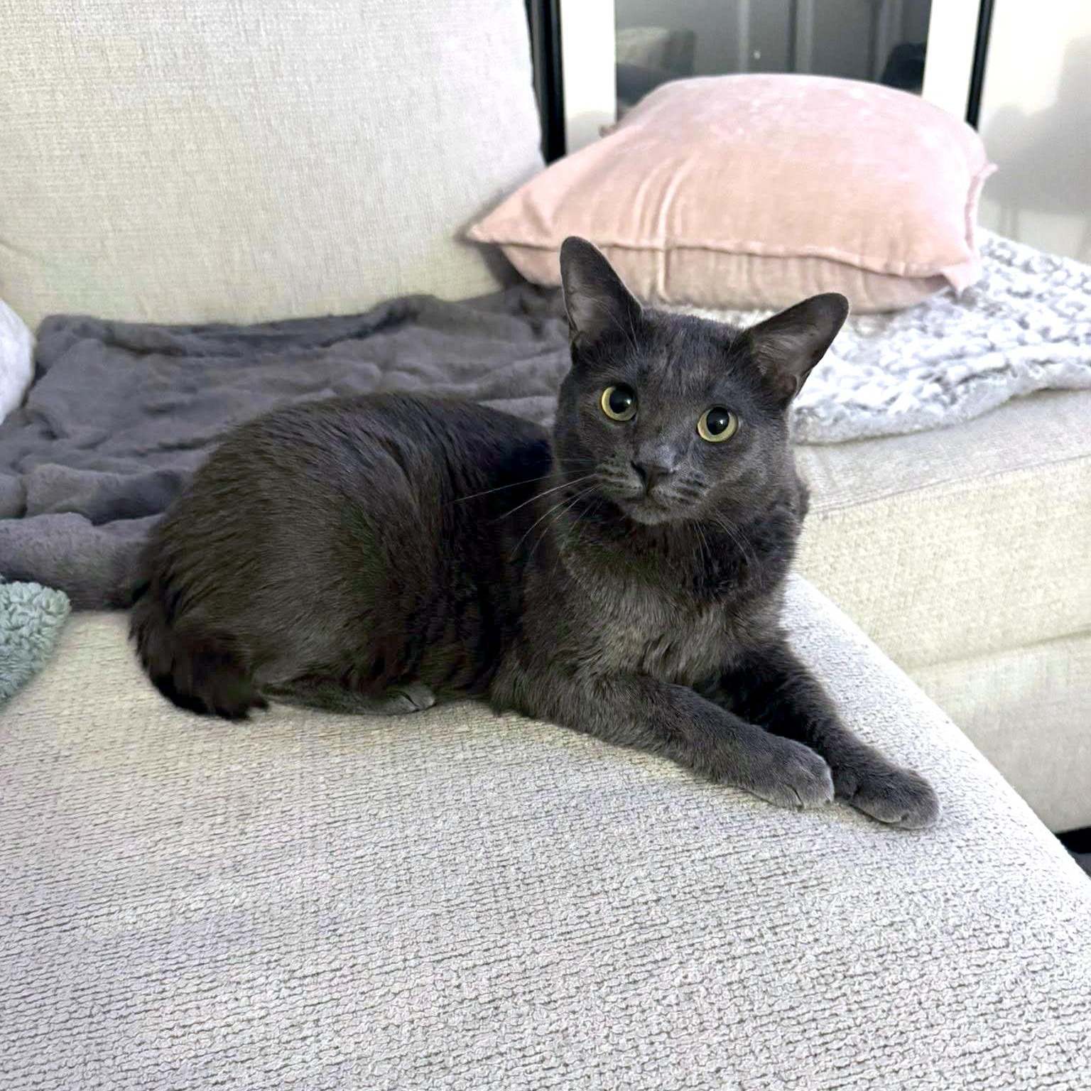 Sage Briar, a ADOPTABLE Domestic Short Hair in Apex, NC image 4/5