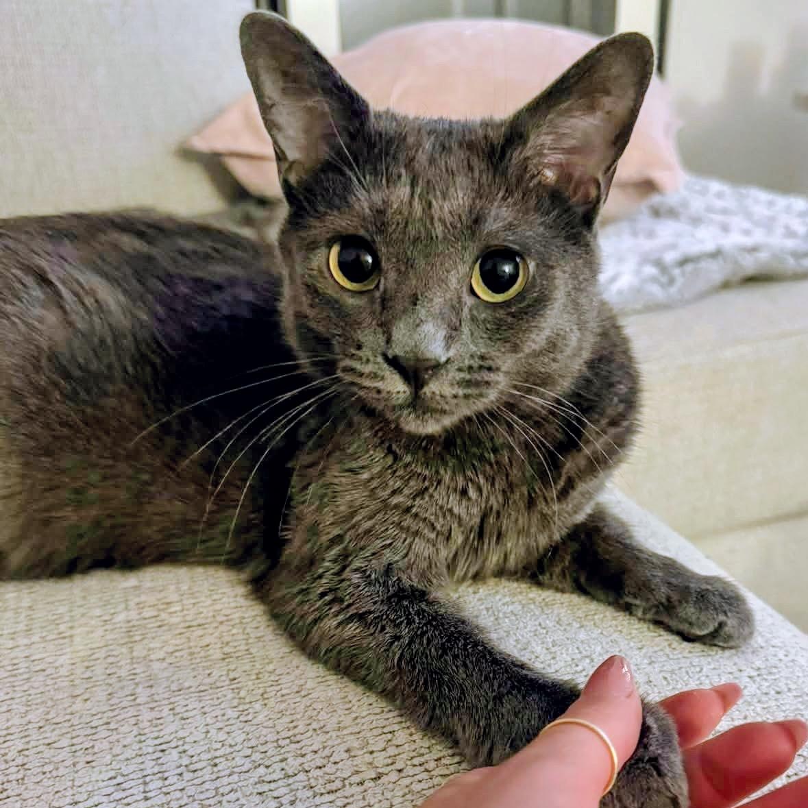 Sage Briar, a ADOPTABLE Domestic Short Hair in Apex, NC image 1/5