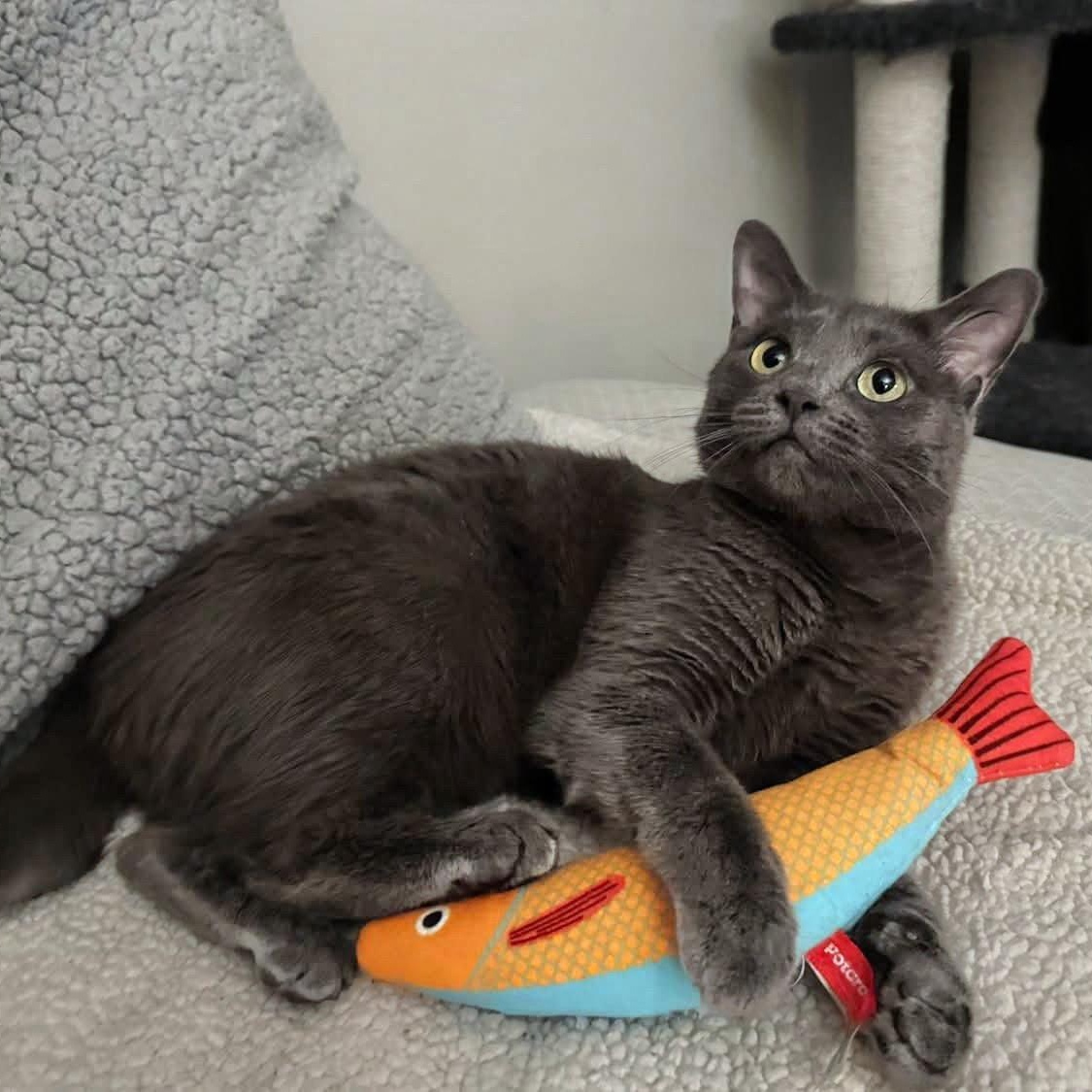Sage Briar, a ADOPTABLE Domestic Short Hair in Apex, NC image 5/5