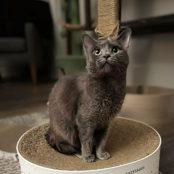Sage Briar, a ADOPTABLE Domestic Short Hair in Apex, NC image 3/5