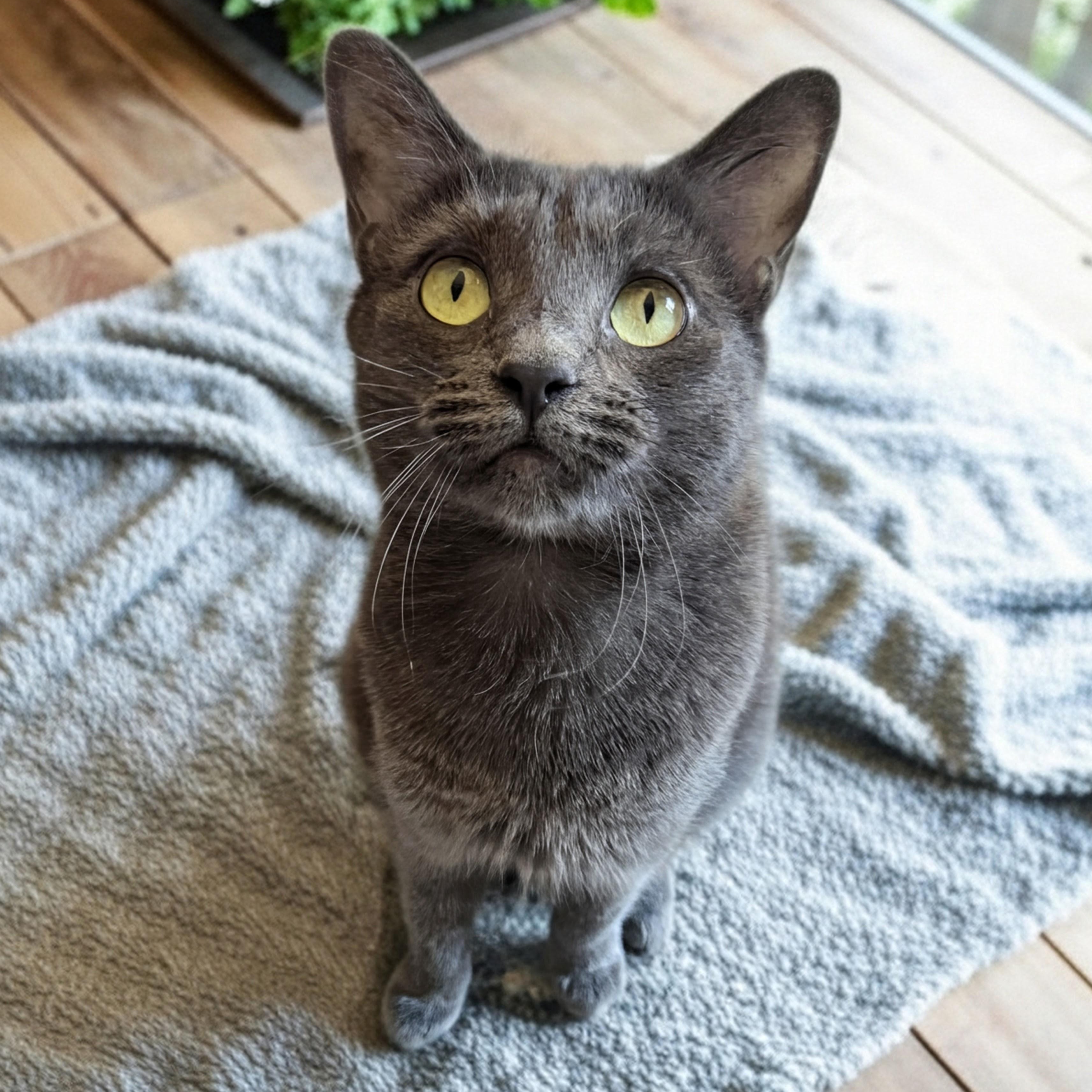 Sage Briar, a ADOPTABLE Domestic Short Hair in Apex, NC image 2/5