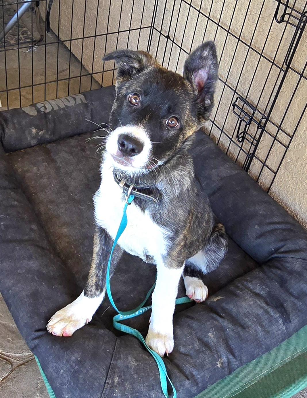 Enlarge Juliette , an adoptable mixed breed in Tracy, CA image 5/5