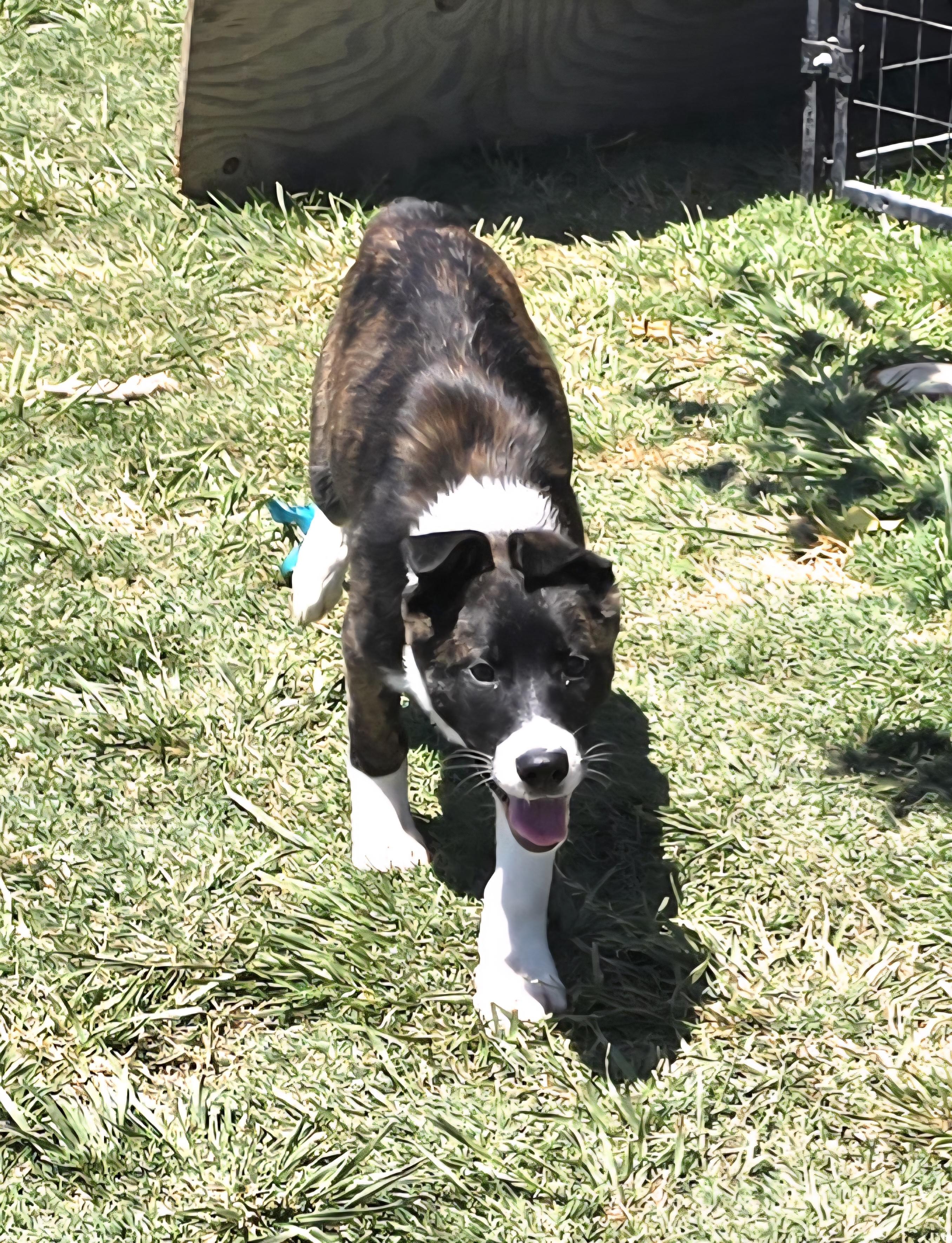 Juliette , adoptable, Puppy Female Dutch Shepherd.