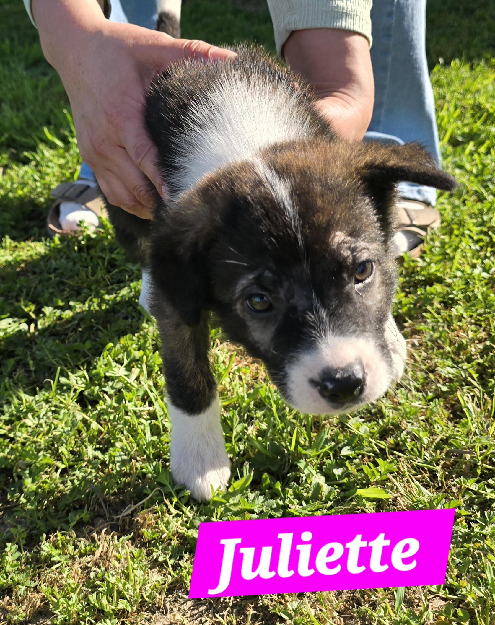 Enlarge Juliette , a ADOPTABLE mixed breed in Tracy, CA image 2/2