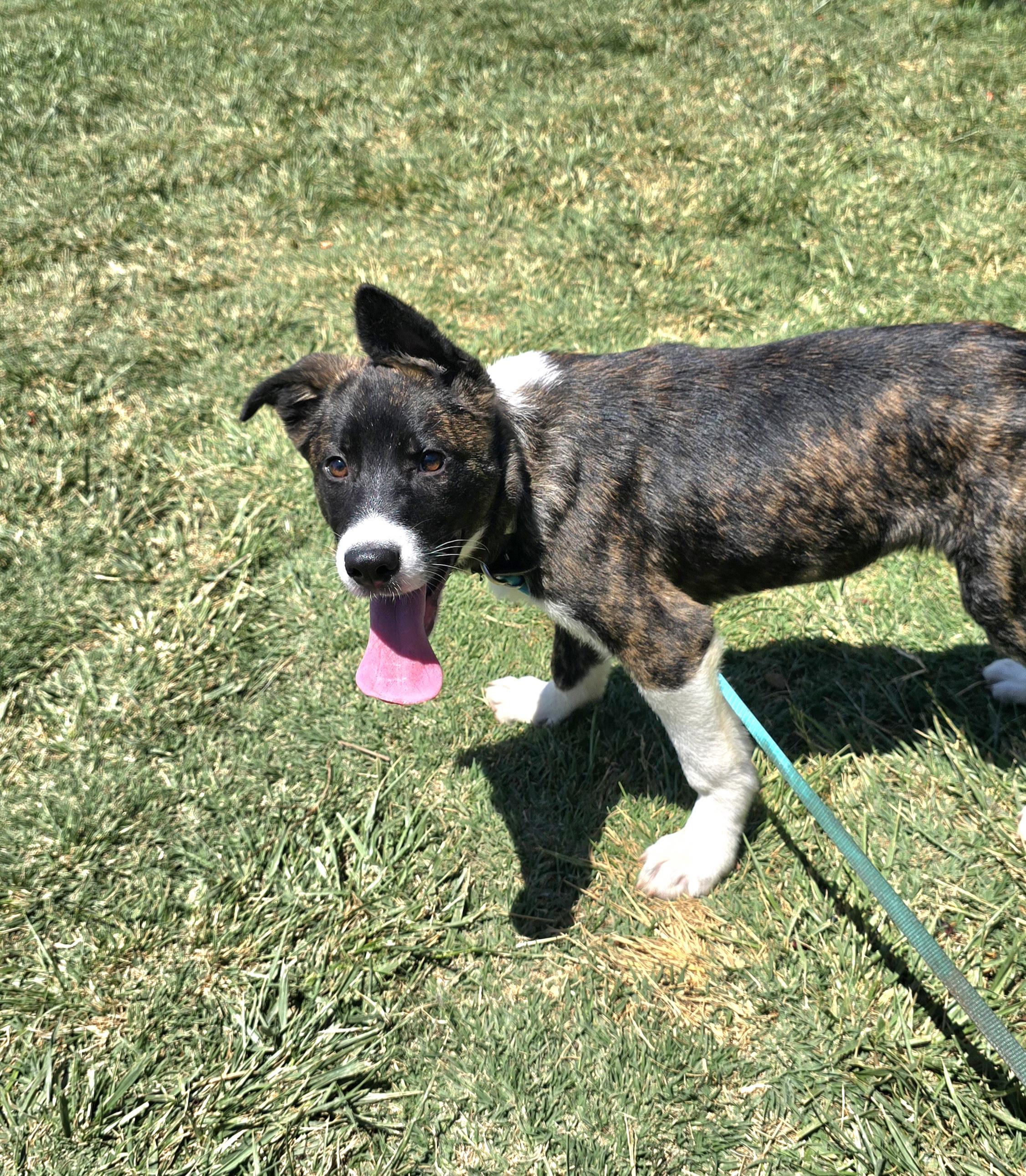 Enlarge Juliette , an adoptable mixed breed in Tracy, CA image 4/5