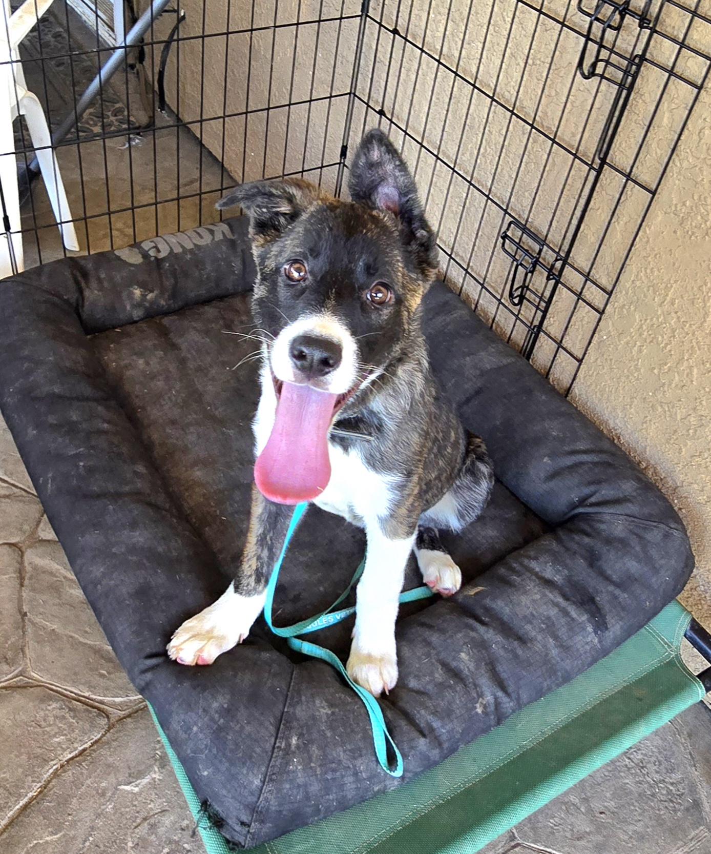 Enlarge Juliette , an adoptable mixed breed in Tracy, CA image 3/5
