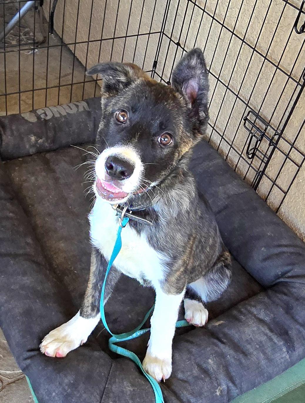 Enlarge Juliette , an adoptable mixed breed in Tracy, CA image 2/5