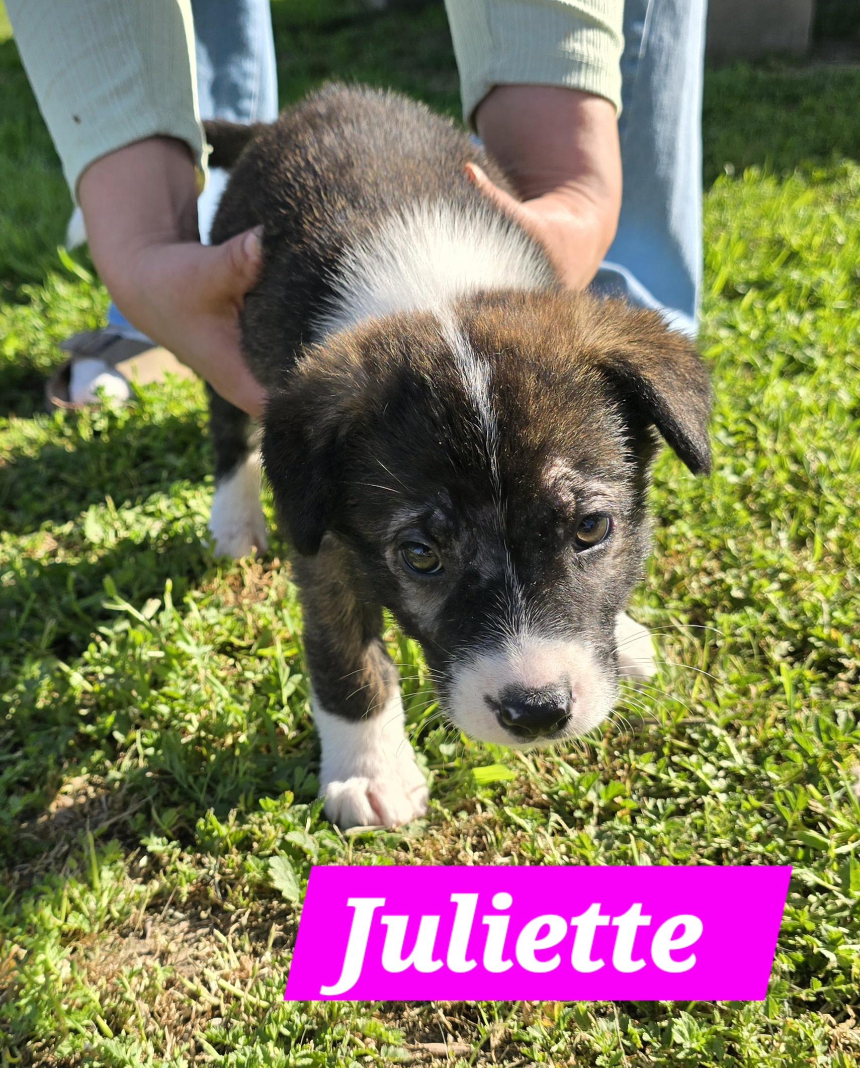 Juliette , ADOPTABLE, Puppy Female German Shepherd Dog.