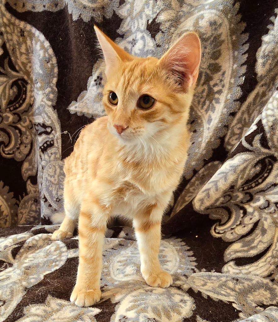 Orangesicle, Adoptable, Young Female Domestic Short Hair.