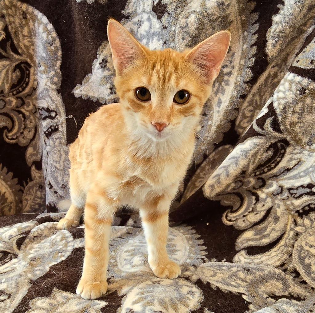 Enlarge Orangesicle, a Adoptable mixed breed in San Jacinto, CA image 2/2