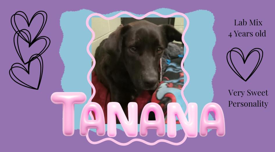 Tanana, ADOPTABLE, Adult Female Black Labrador Retriever.