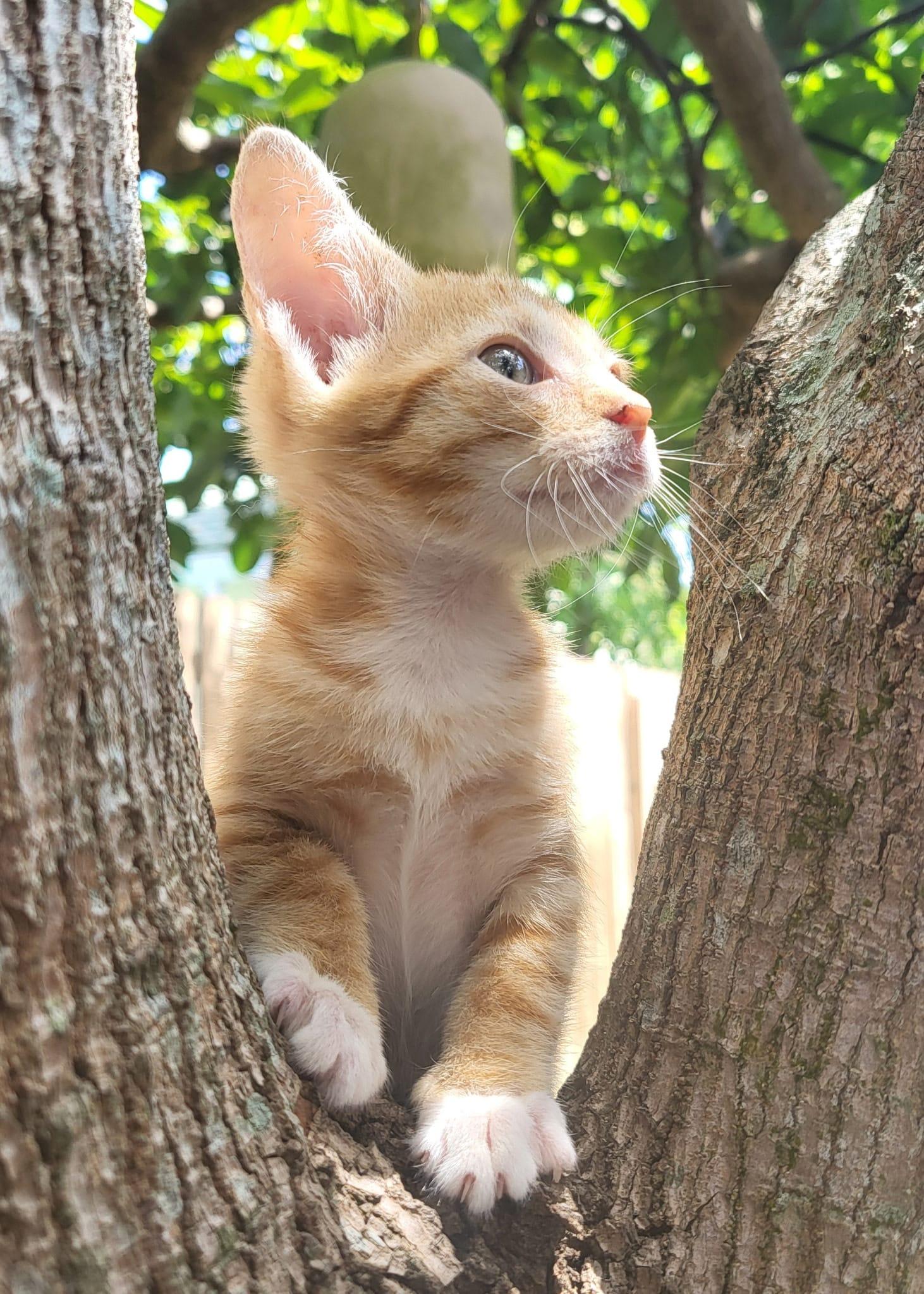 Tommy, an adopted Domestic Short Hair in Kissimmee, FL image 3/3