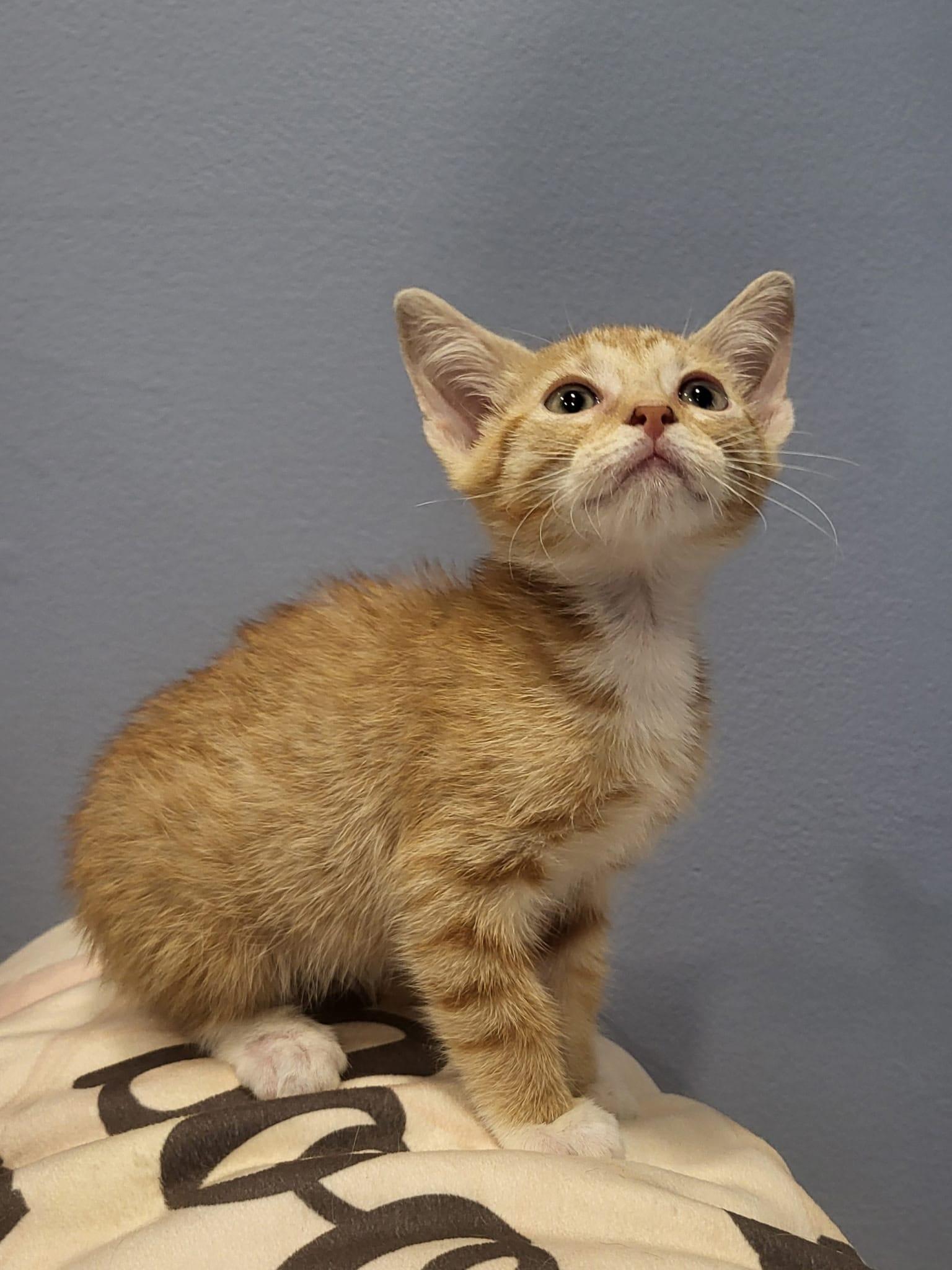 Tommy, an adopted Domestic Short Hair in Kissimmee, FL image 2/3