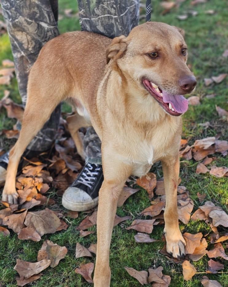 Trace, a Adoptable mixed breed in Enfield , CT image 2/3