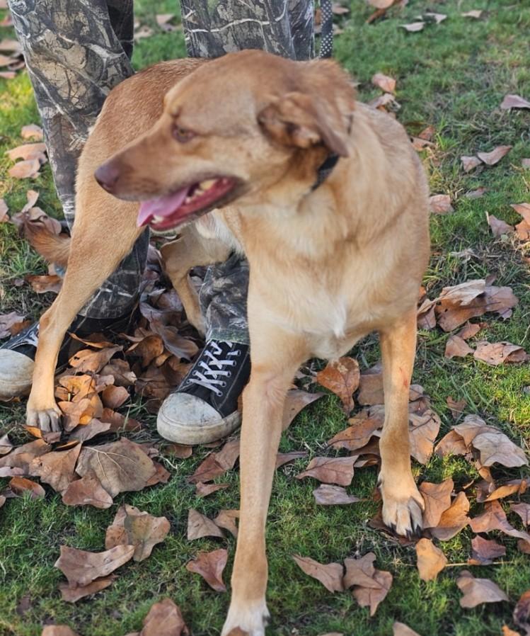 Trace, a Adoptable mixed breed in Enfield , CT image 3/3