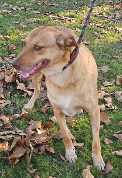 Trace, a Adoptable mixed breed in Enfield , CT image 1/3