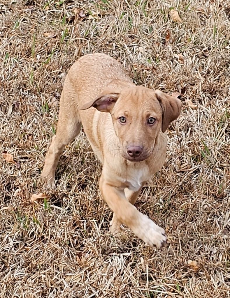 Enlarge Trace, a Adoptable mixed breed in Manchester, CT image 1/3
