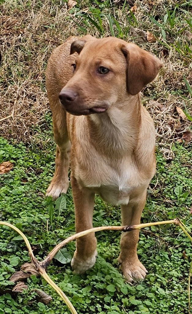 Enlarge Trace, a Adoptable mixed breed in Manchester, CT image 2/3