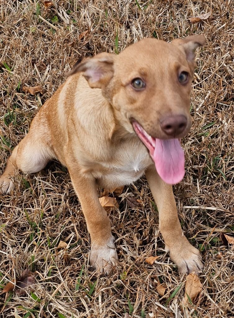 Enlarge Trace, a Adoptable mixed breed in Manchester, CT image 3/3