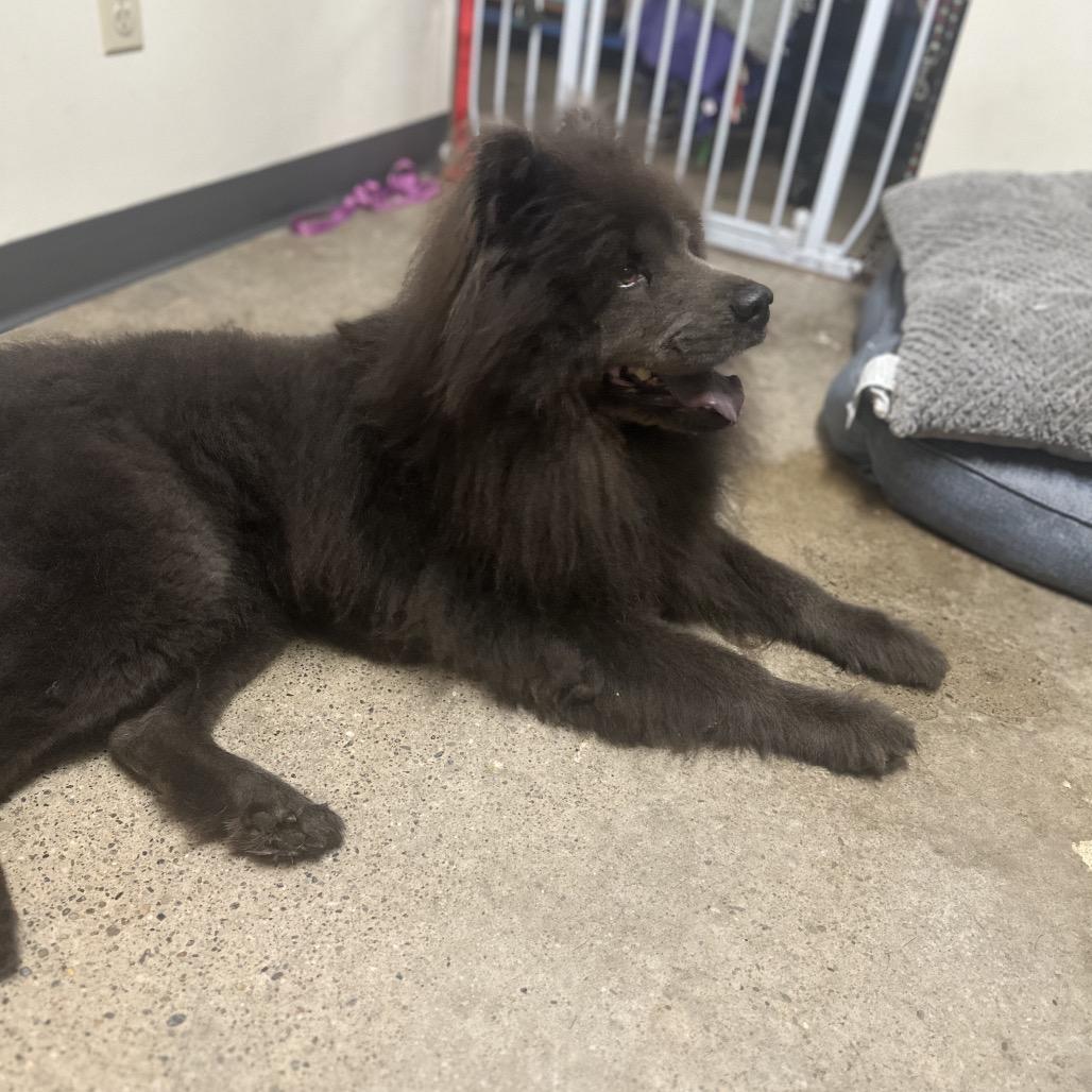 Violet, Adoptable, Adult Female Chow Chow.