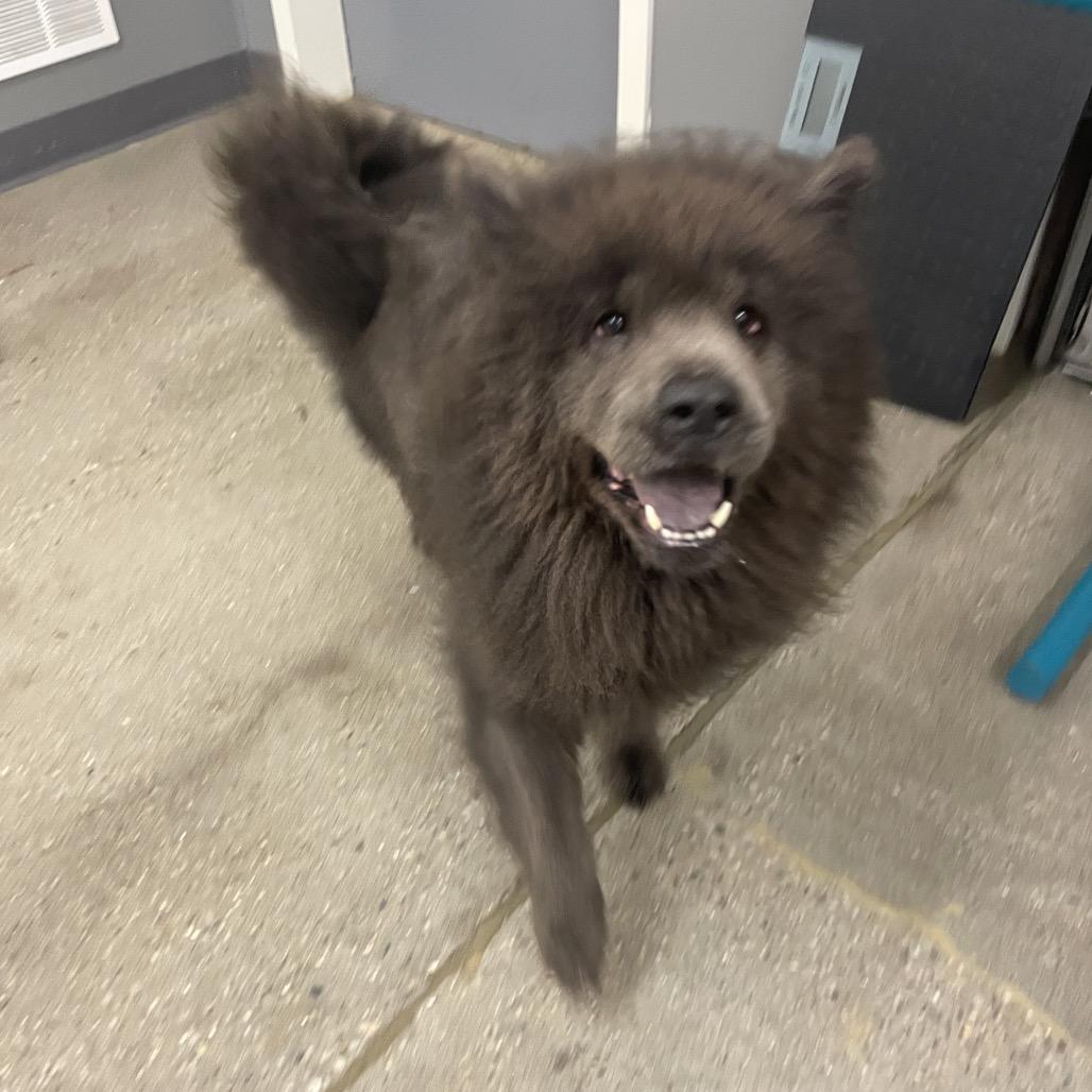 Violet, Adoptable, Adult Female Chow Chow.