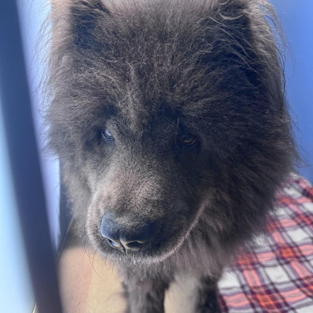 Violet, a Adoptable Chow Chow in South Haven, MI image 2/4