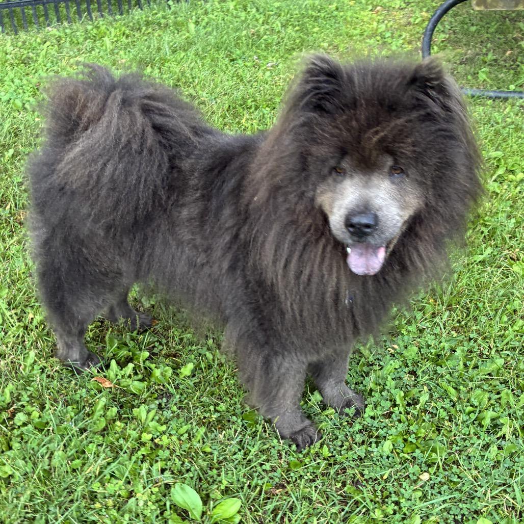 Enlarge Violet, a Adoptable Chow Chow in South Haven, MI image 3/6