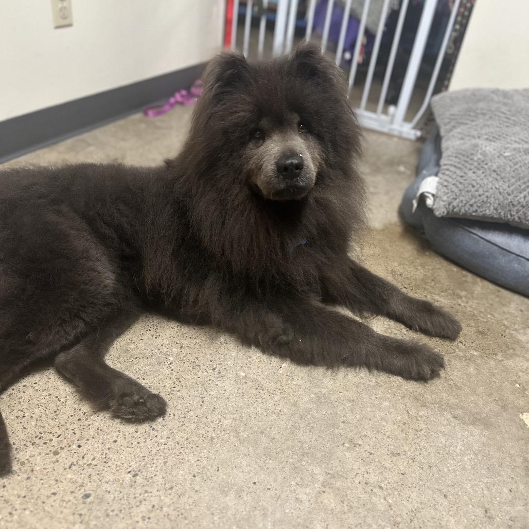 Enlarge Violet, a Adoptable Chow Chow in South Haven, MI image 4/6