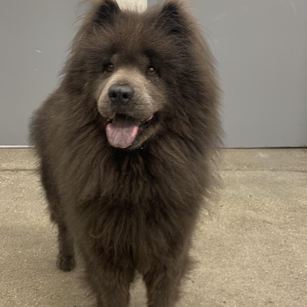 Violet, a Adoptable Chow Chow in South Haven, MI image 3/4